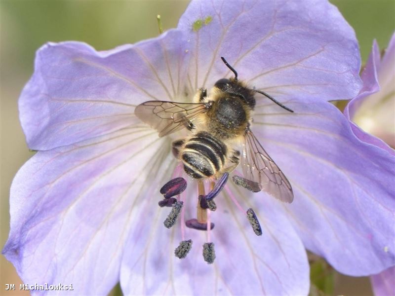 Megachile centuncularis