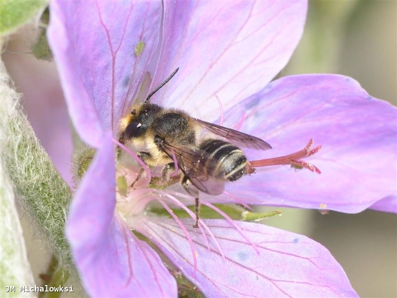 Megachile centuncularis