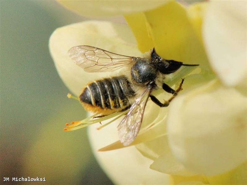 Megachile centuncularis