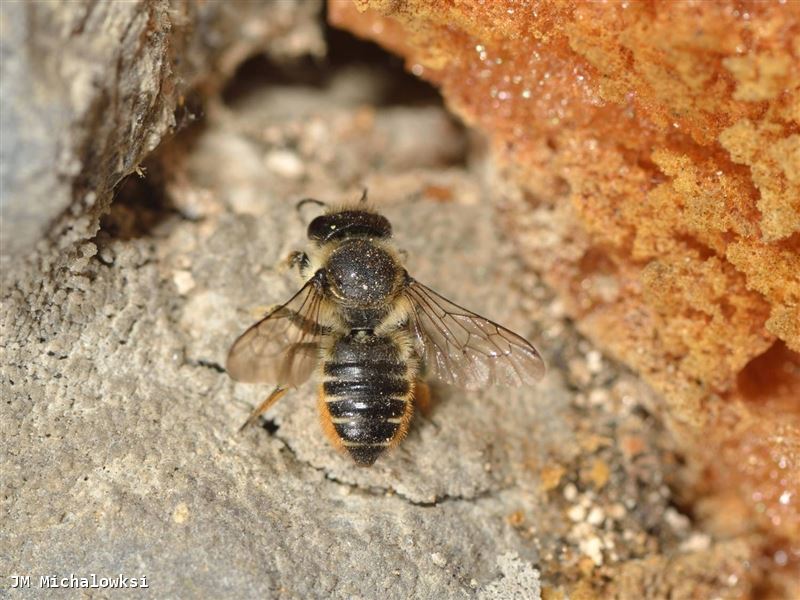 Megachile centuncularis