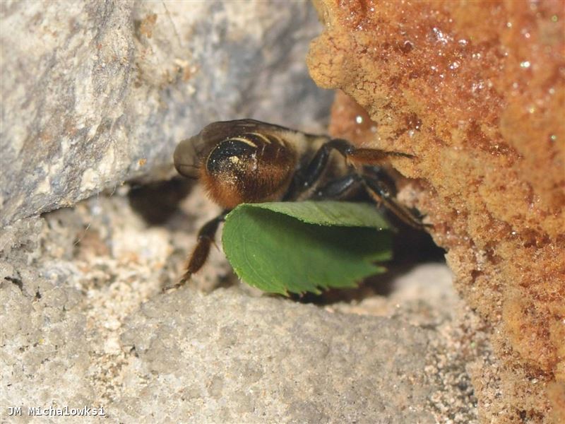 Megachile centuncularis