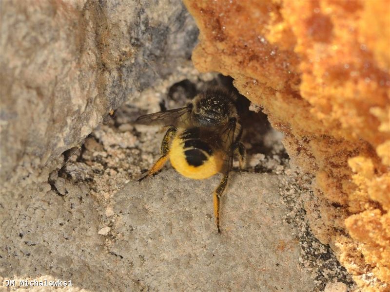 Megachile centuncularis