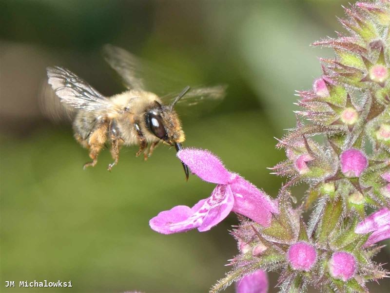 Anthophora furcata