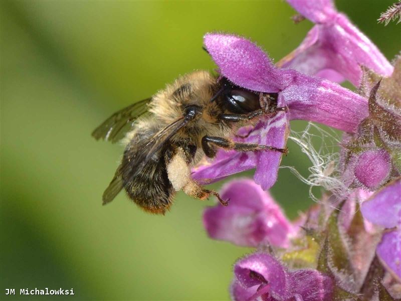 Anthophora furcata