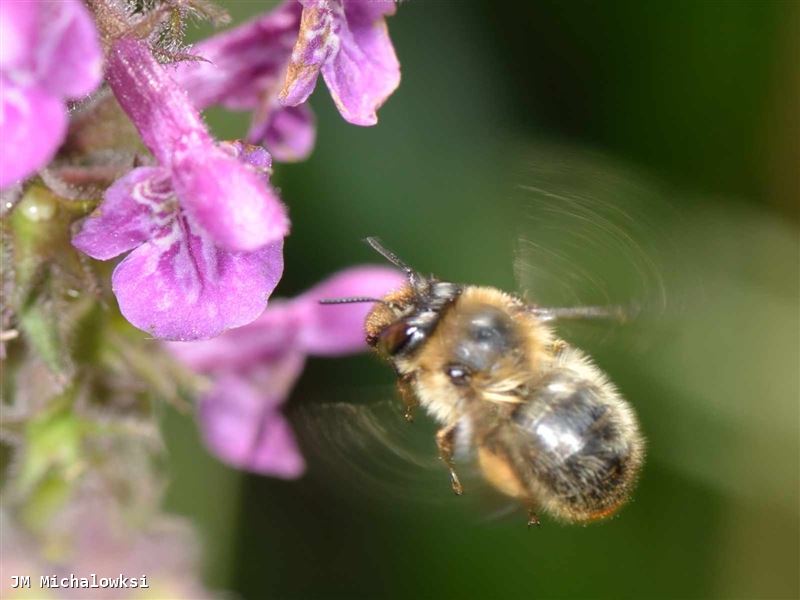 Anthophora furcata