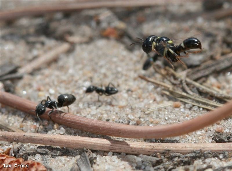 Tracheliodes quinquenotatus