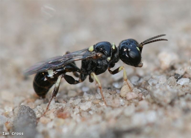 Tracheliodes quinquenotatus