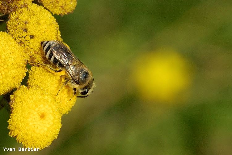 Colletes daviesanus