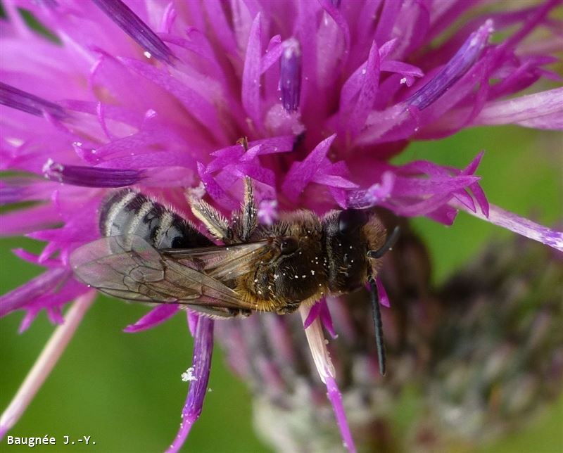 Lasioglossum zonulum