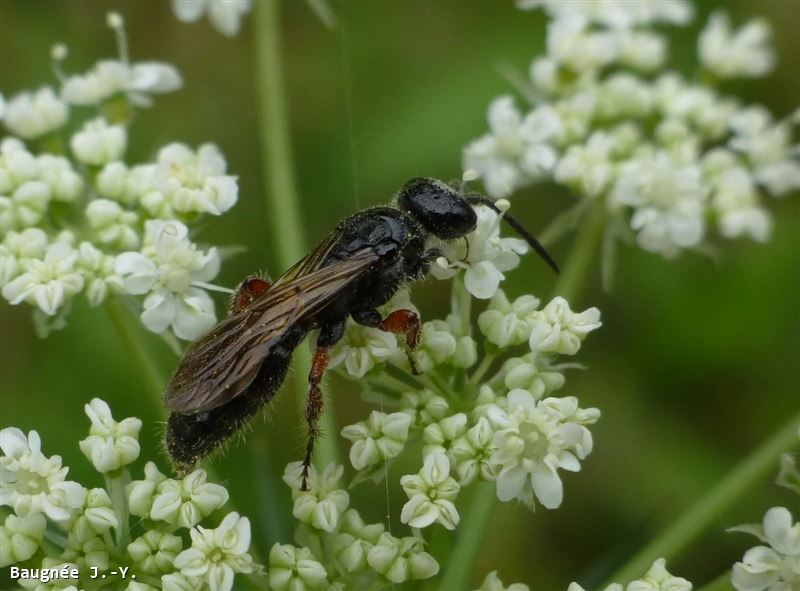 Tiphia femorata