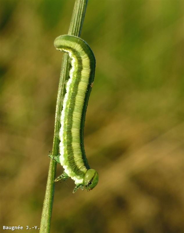 Gilpinia variegata