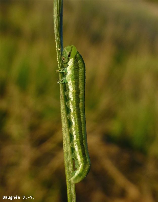 Gilpinia variegata