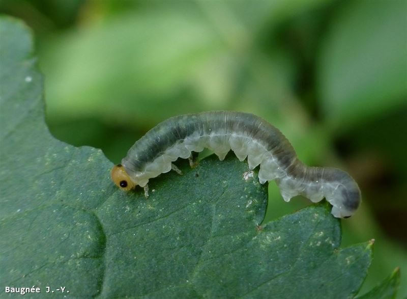 Macrophya ribis