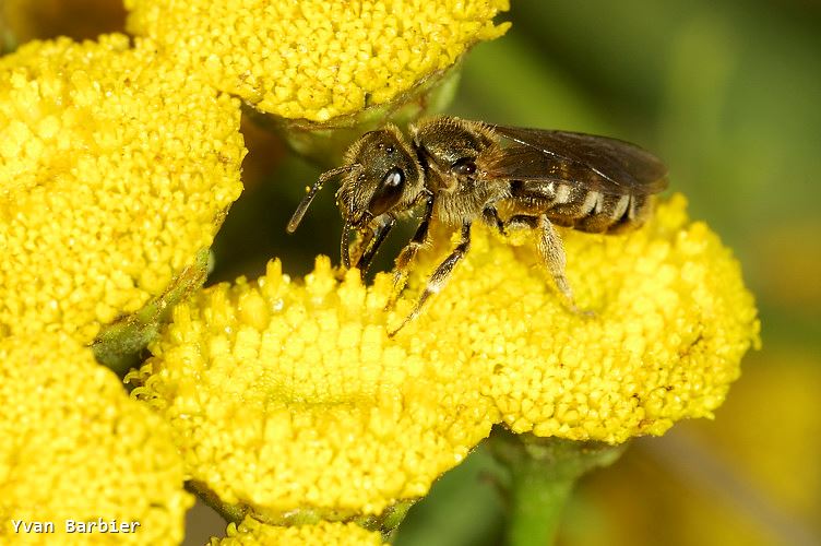 Halictus tumulorum