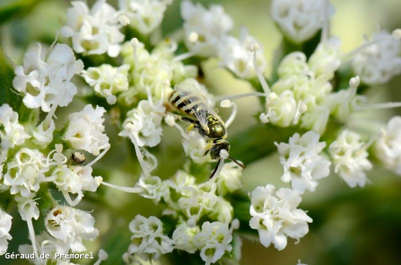 Ceyllictus variegatus