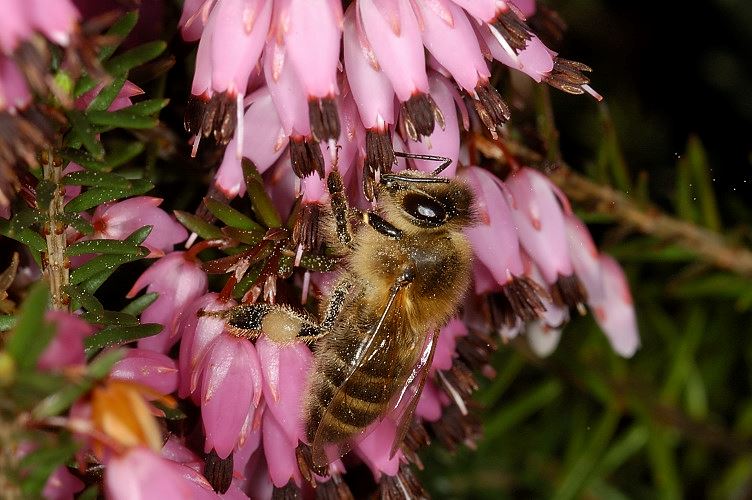 Apis mellifera