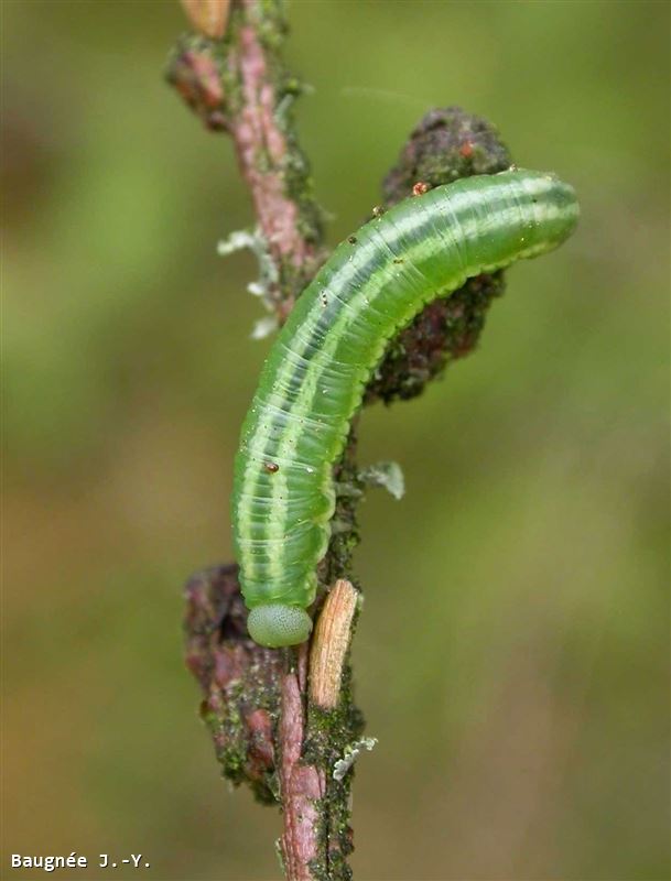 Pristiphora laricis