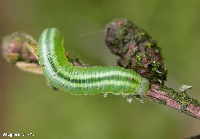 Pristiphora laricis