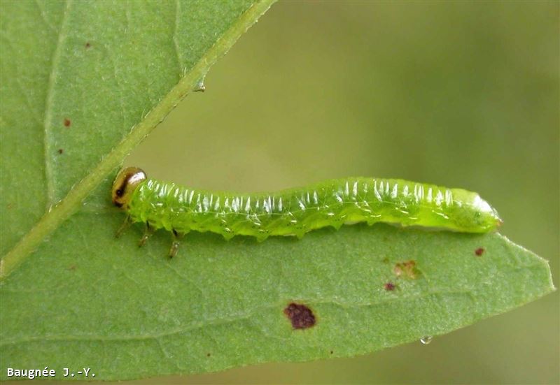 Nematus tibialis