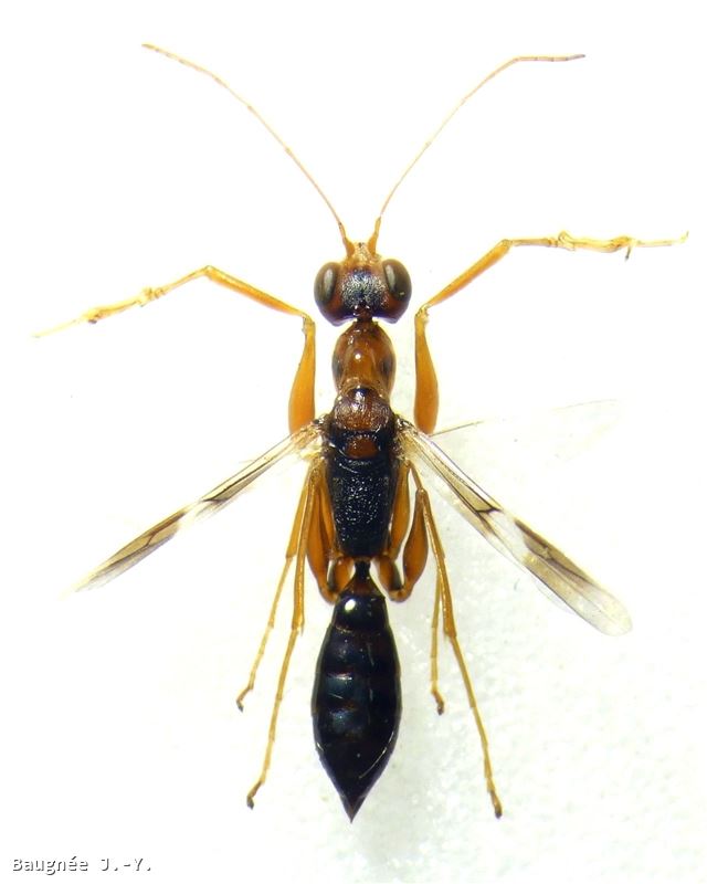 Dryinus collaris