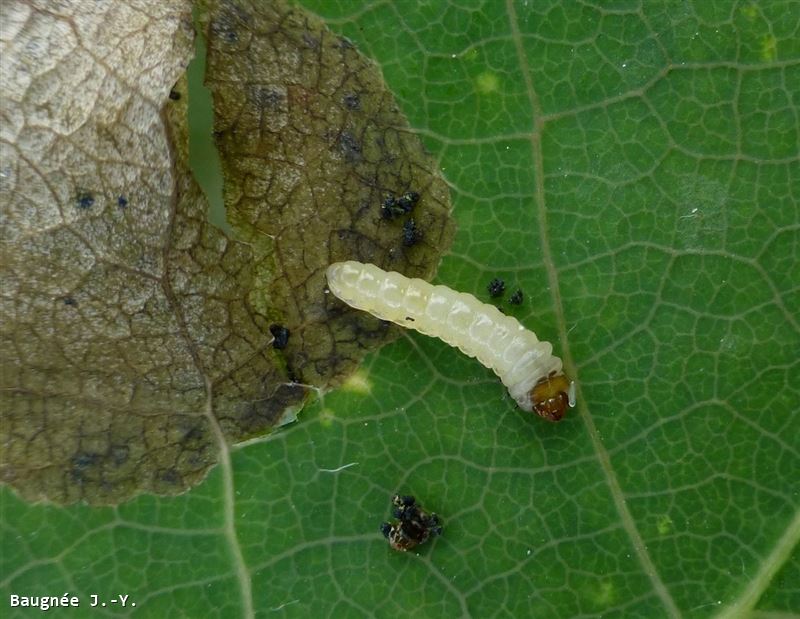 Fenusella glaucopis