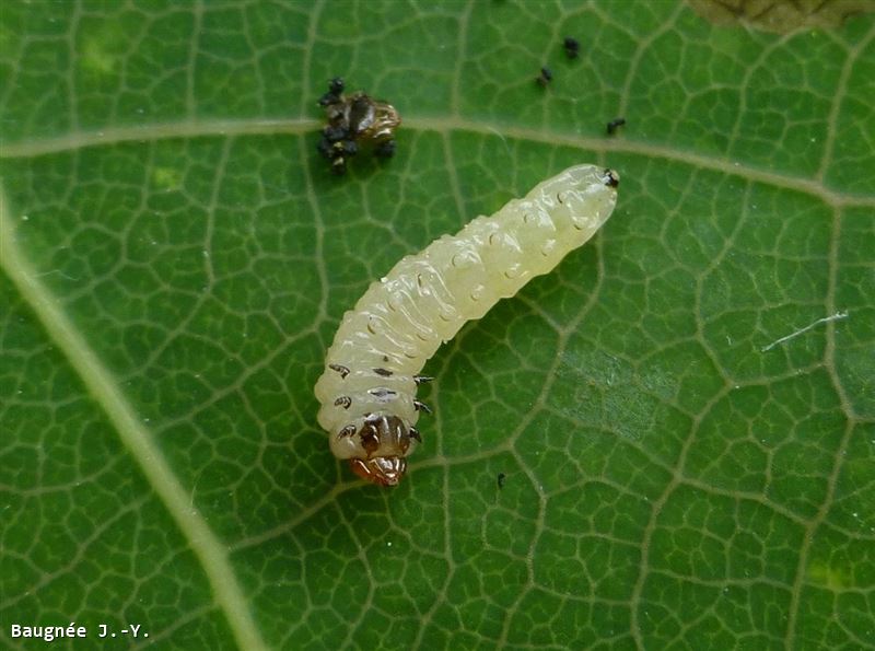 Fenusella glaucopis