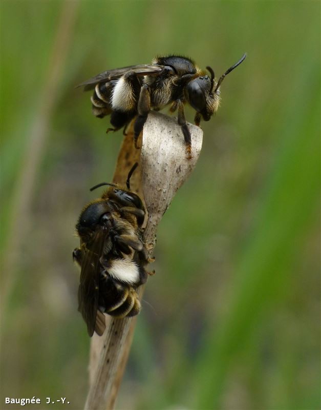 Macropis europaea