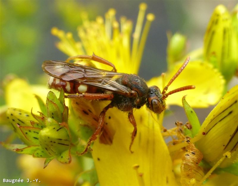 Nomada alboguttata