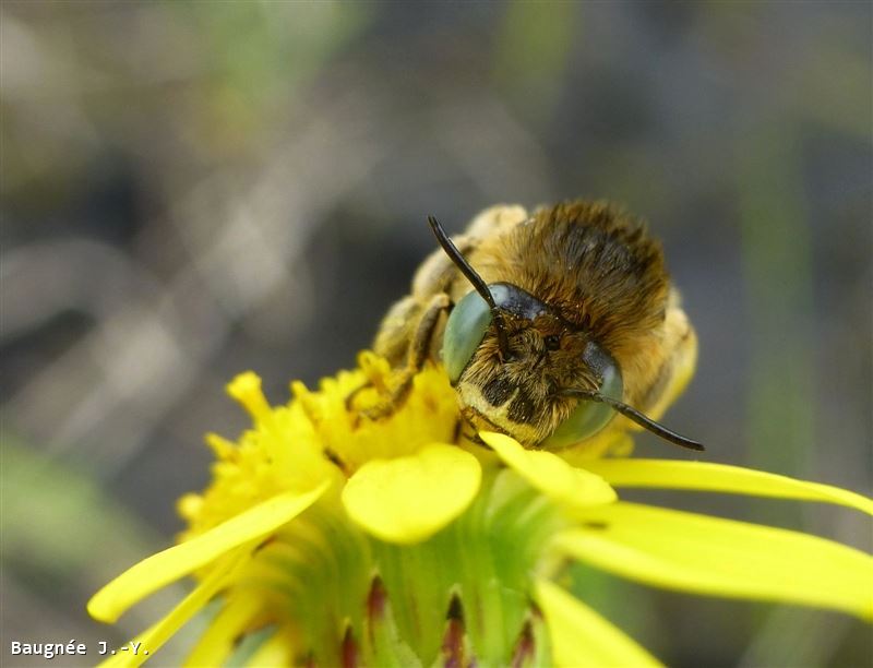 Anthophora bimaculata