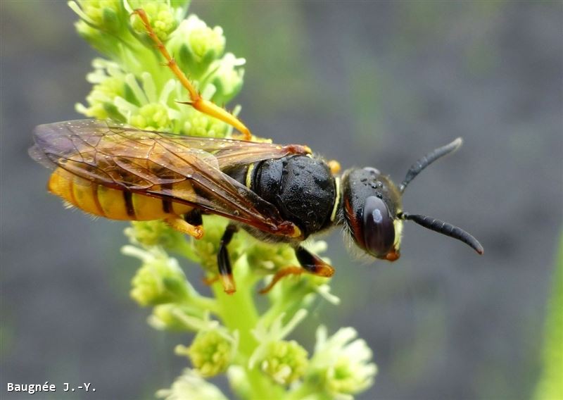 Philanthus triangulum