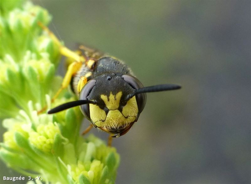 Philanthus triangulum