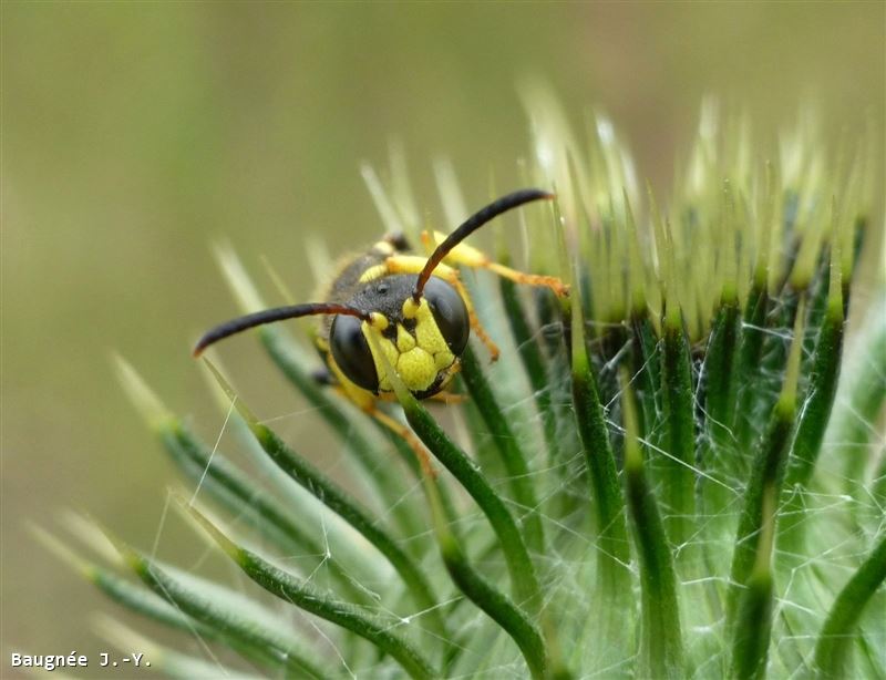 Cerceris arenaria