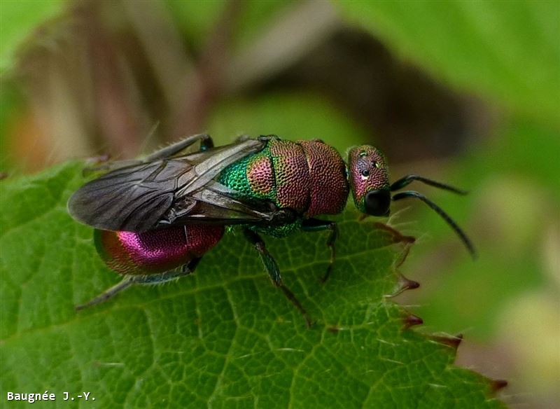 Hedychrum rutilans