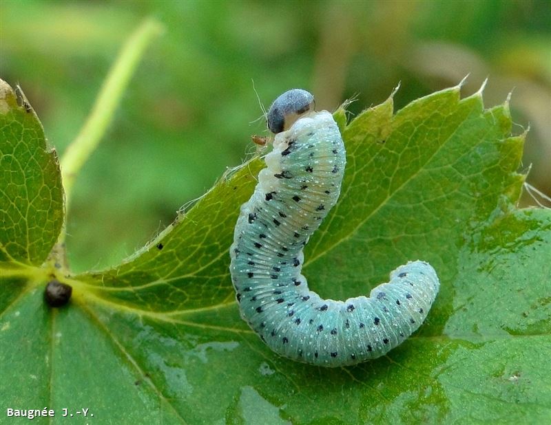 Allantus (Emphytus) truncatus