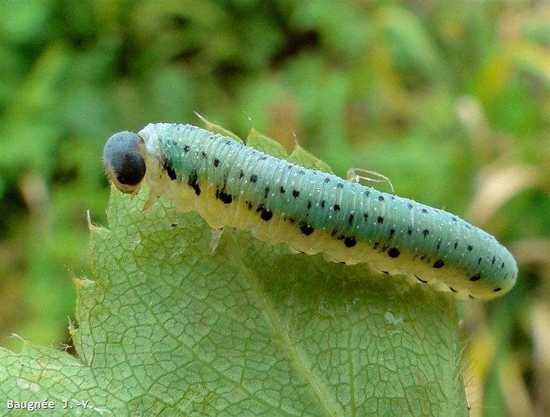 Allantus (Emphytus) truncatus