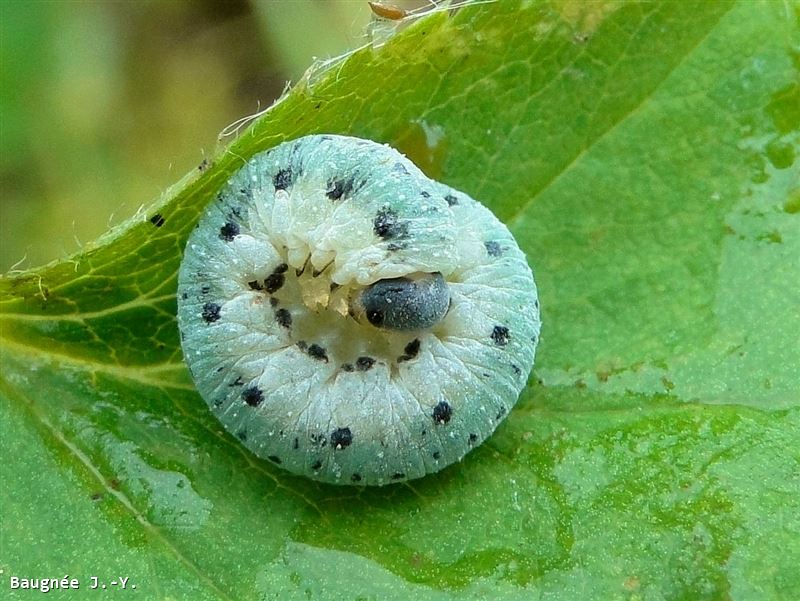 Allantus (Emphytus) truncatus