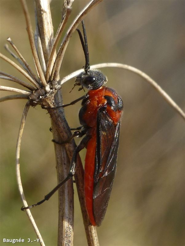 Dolerus triplicatus