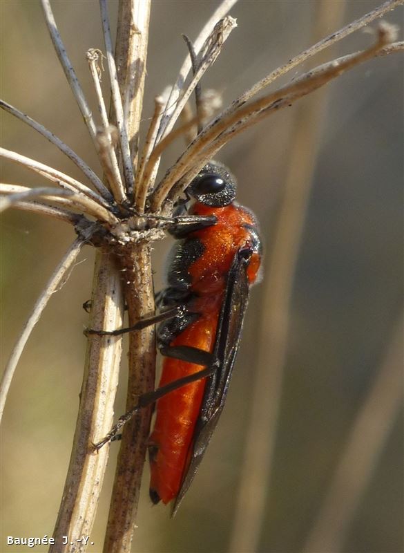 Dolerus triplicatus