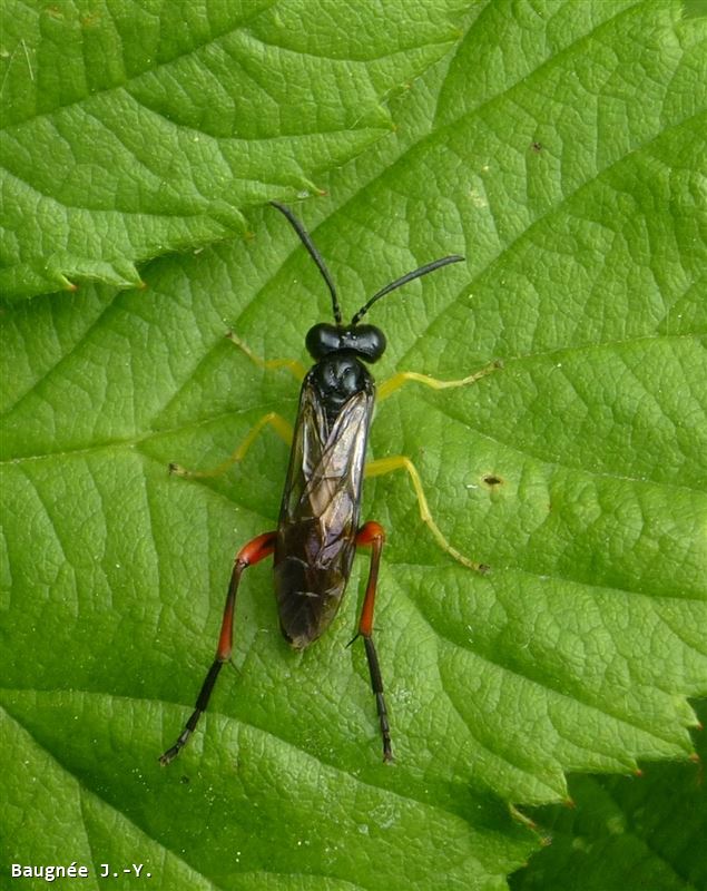 Macrophya rufipes