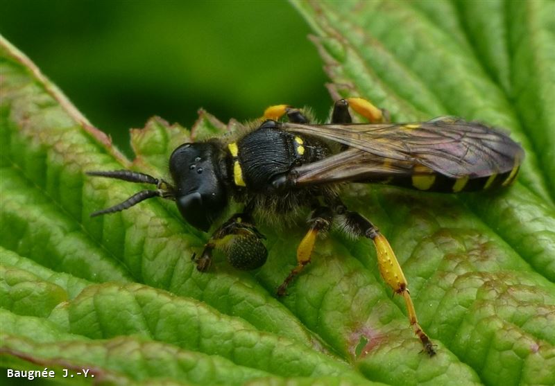 Crabro cribrarius