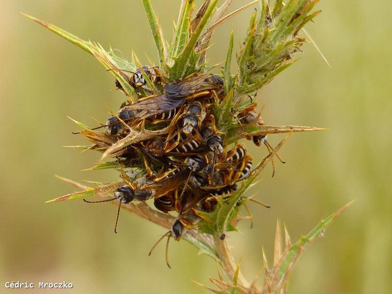 Halictus rufipes