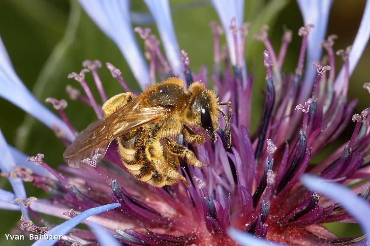 Halictus scabiosae