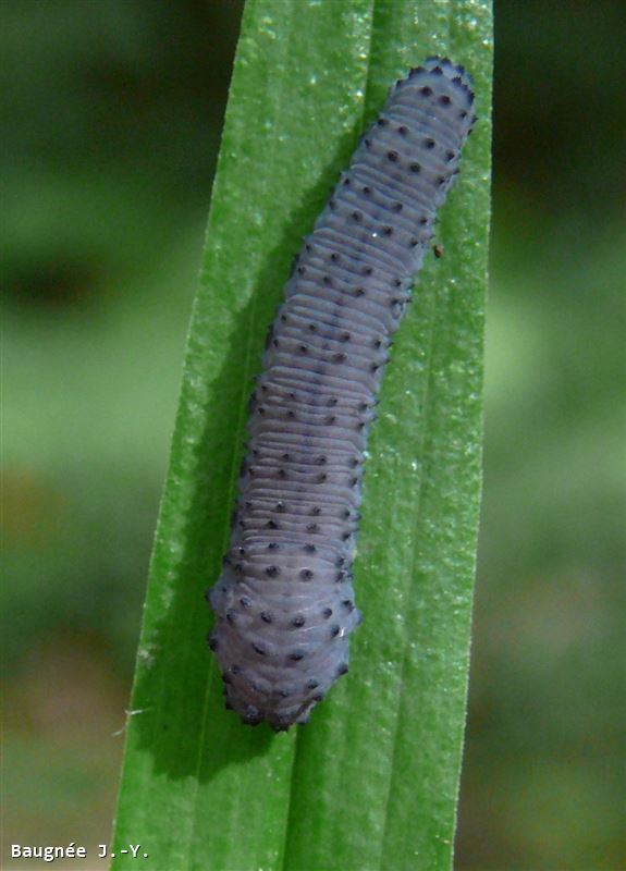 Phymatocera aterrima