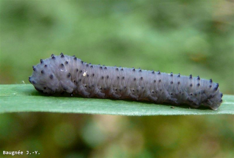 Phymatocera aterrima