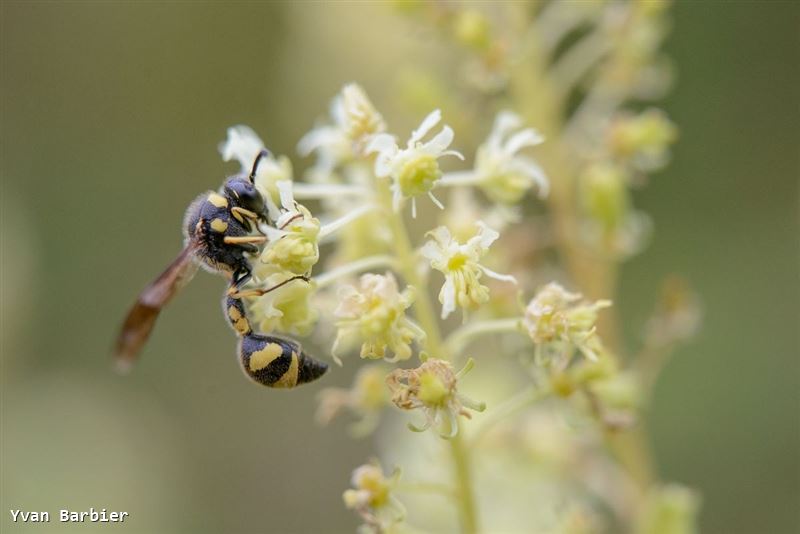 Eumenes coronatus