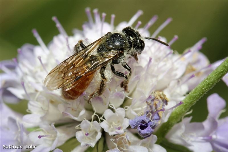 Andrena marginata