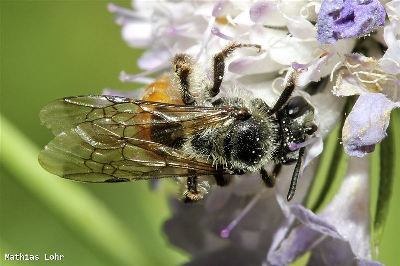 Andrena marginata