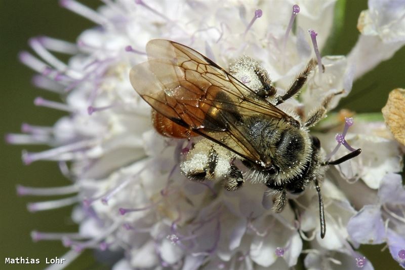 Andrena marginata