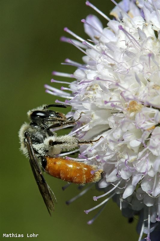 Andrena marginata