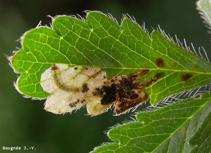 Fenella nigrita